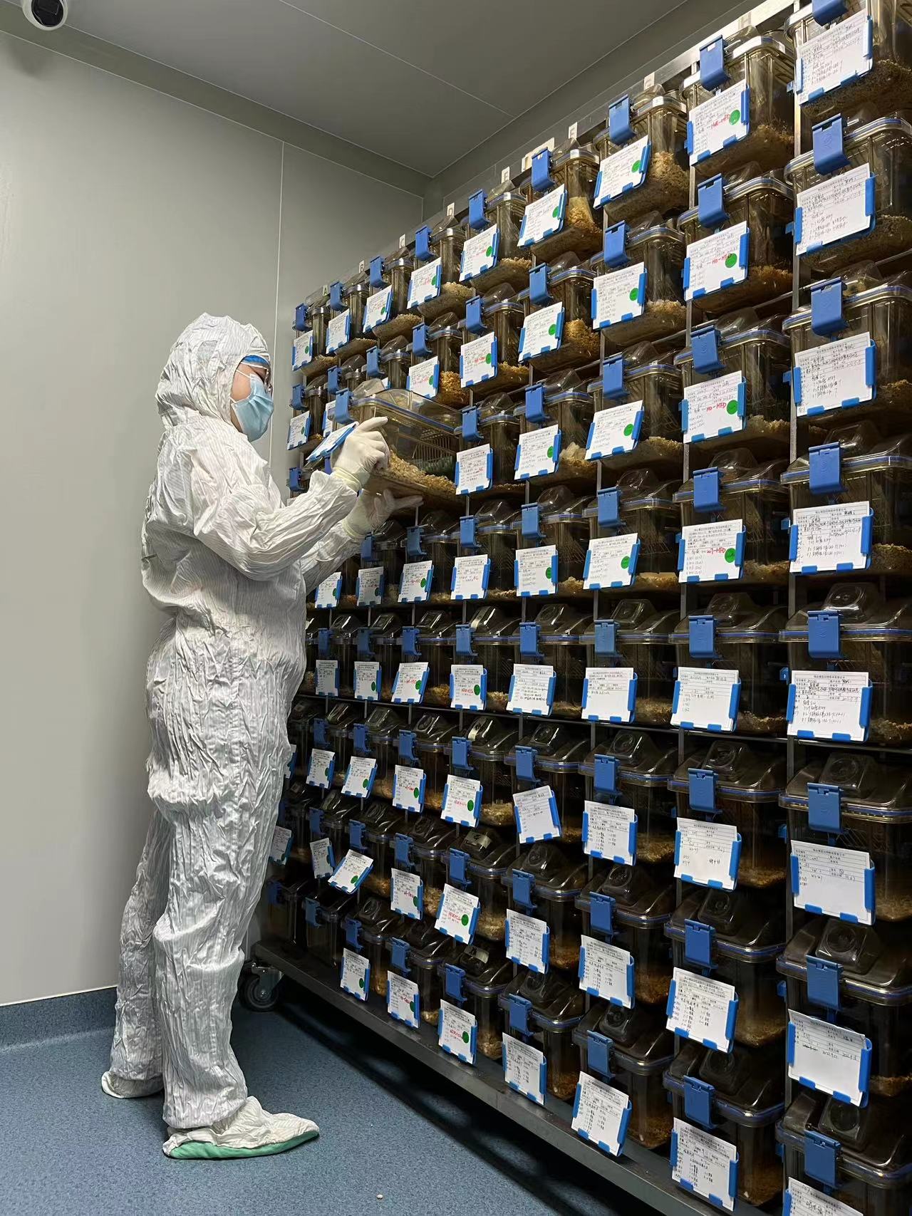 实验动物饲养服务