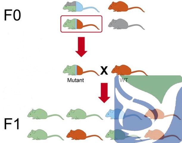 转基因动物繁育服务
