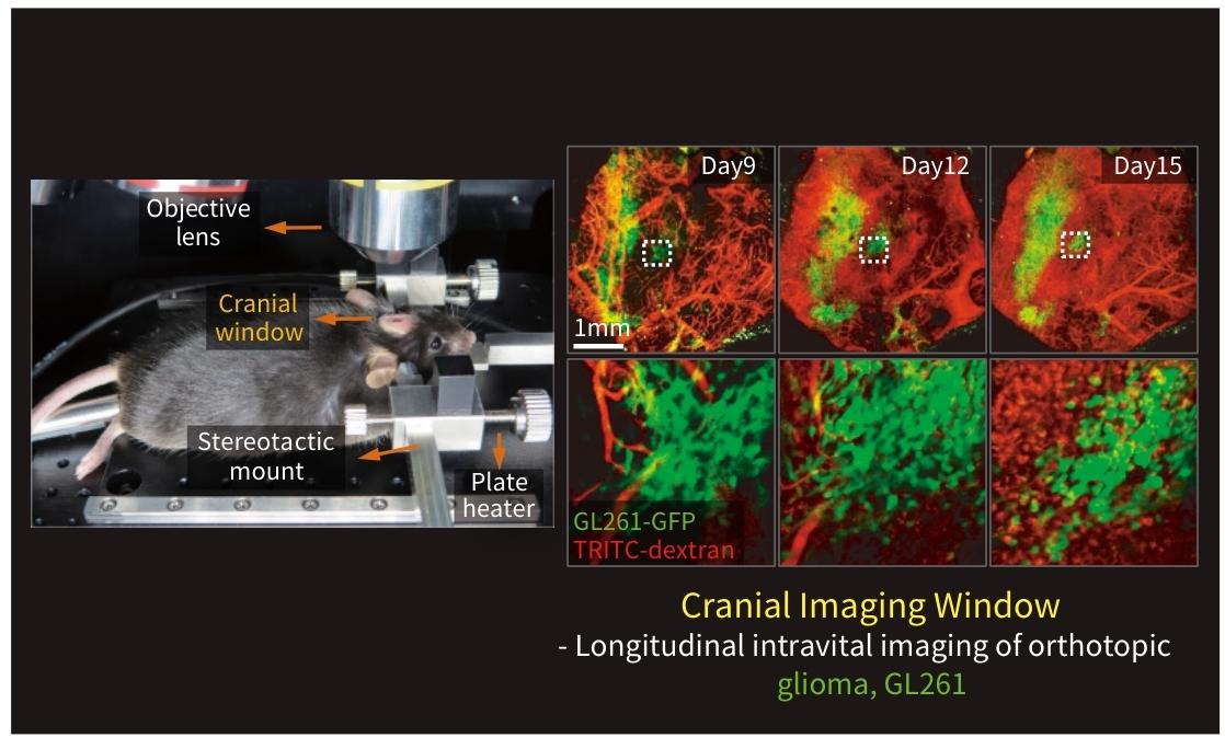 活体原位细胞动态成像