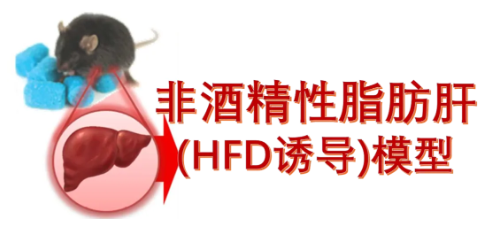 动物模型 | 非酒精性脂肪肝（HFD诱导）模型构建指南